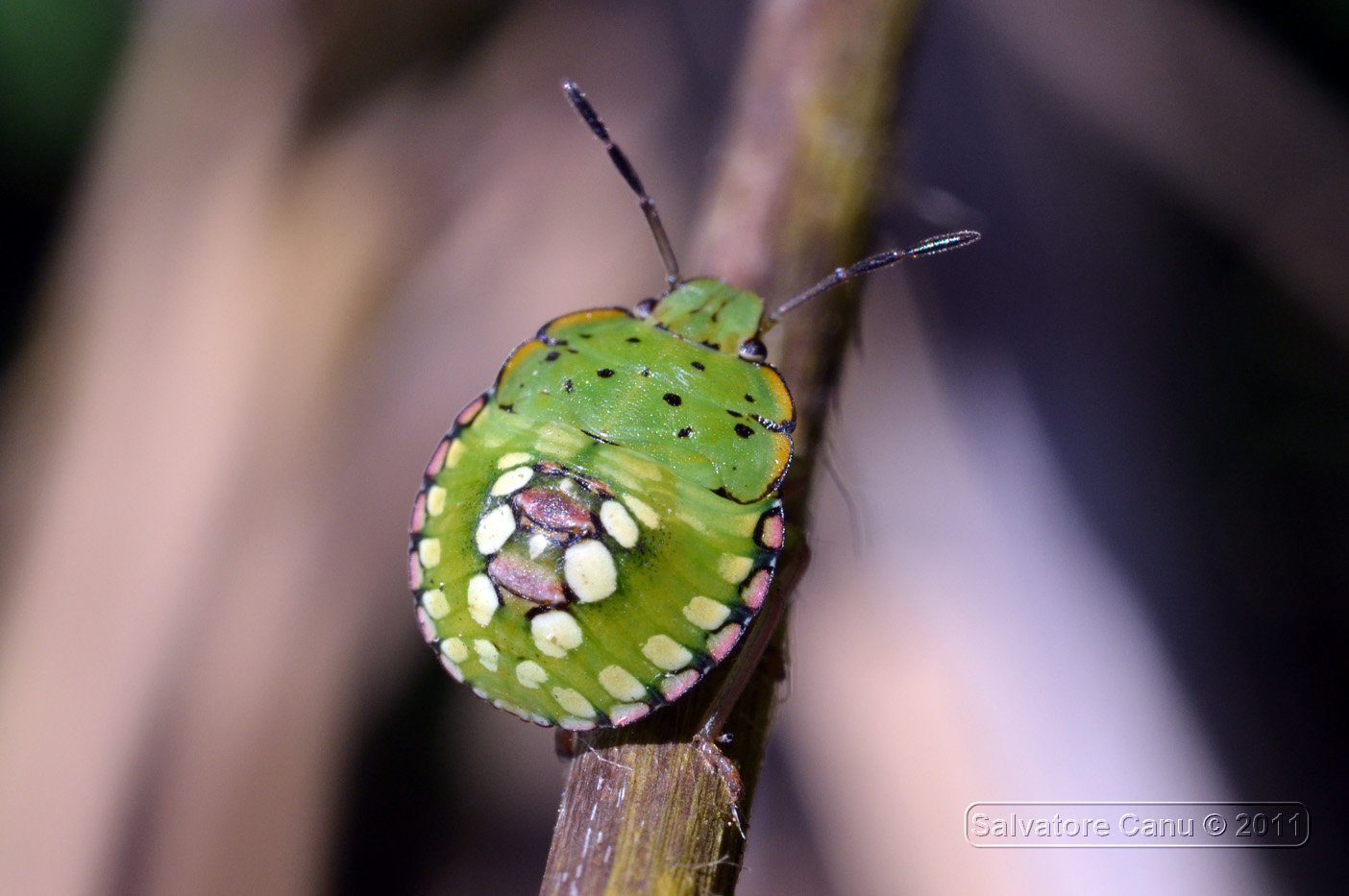 Nezara viridula